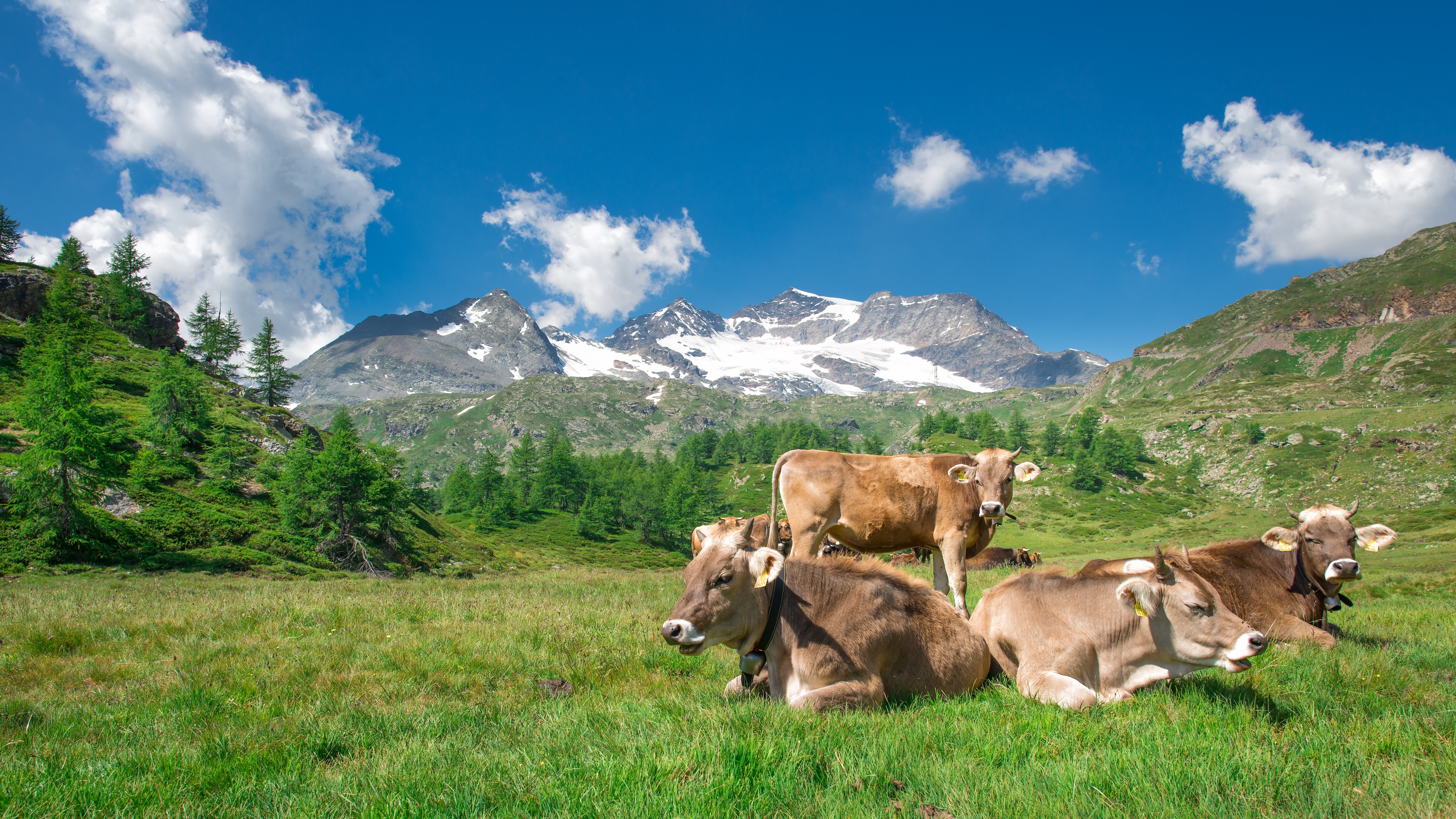 Guten Morgen Schweiz